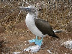 Galapagos 2-1-08 North Seymour Blue-footed Booby Named for their blue legs and feet, the blue-footed booby is one of the highlights of our trip to the Galapagos Islands. We could get so close it was amazing.